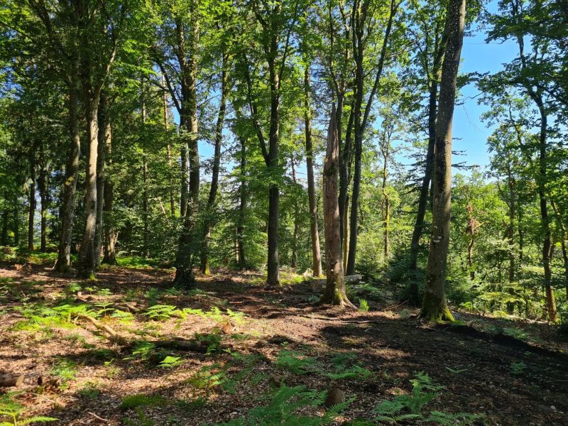 Land to sell in Septfontaines